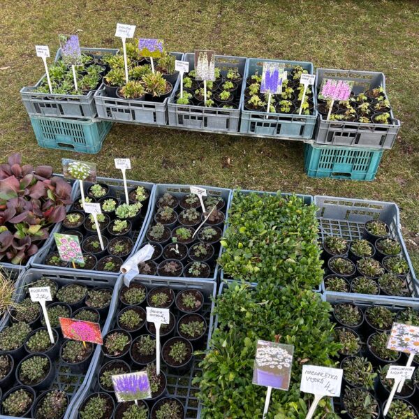 475140582_604910798957878_2116410672096884273_n – kópia