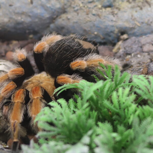 XXL Tarantula & Hmyz Expo - Slnečné jazerá Senec