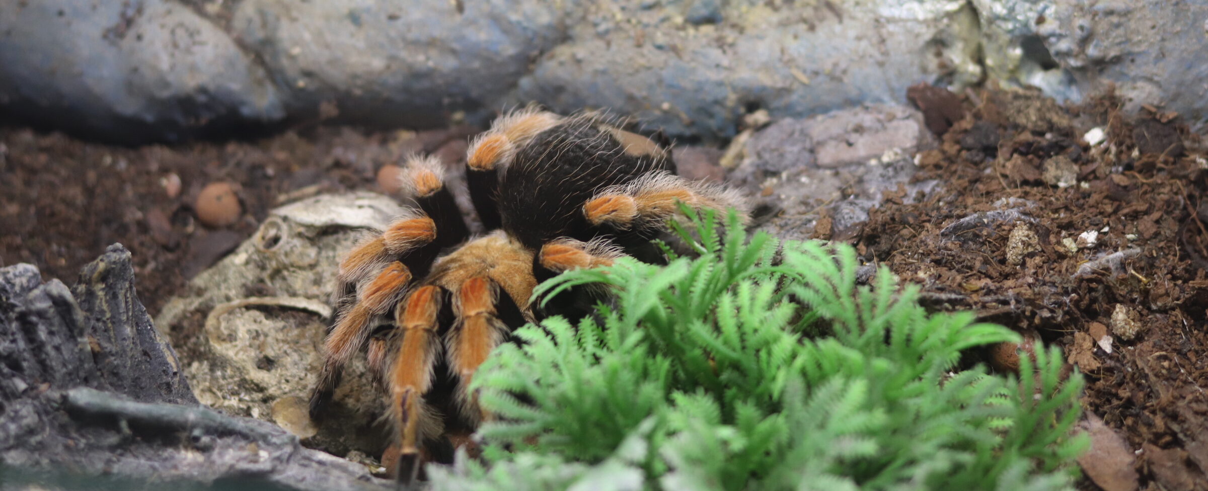 XXL Tarantula & Hmyz Expo - Slnečné jazerá Senec
